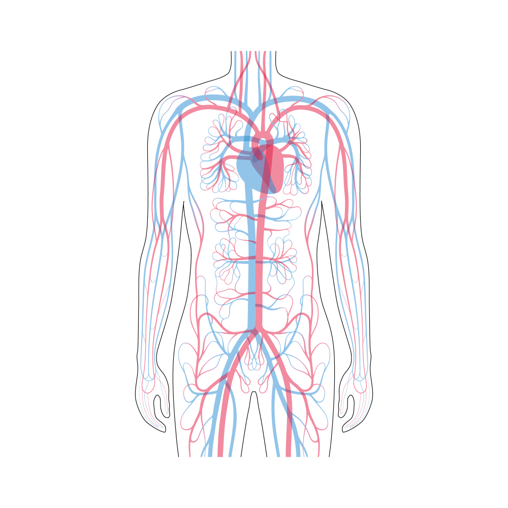Blood circulation illustration - How can fascia stretch therapy improve my quality of sleep ?